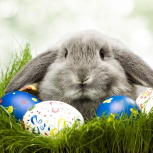 rabbit_easter_egg_04-500x500